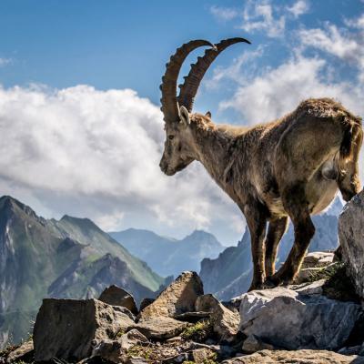 Trenino Svizzera Viaggi Organizzati